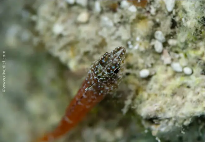 DiveDict_Foto_Biolexikon_Fische_Mittelmeer_Bilder_tripterygion_melanurum_Zwerg_Spitzkopf_Schleimfisch_Krotien_Italien_Nord_Adria_Frankreich