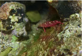 DiveDict_Fotos_Biolexikon_Fische_Mittelmeer_Bilder_tripterygion_melanurum_Zwerg_Spitzkopf_Schleimfisch_Krotien_Italien_Nord_Adria_Frankreich