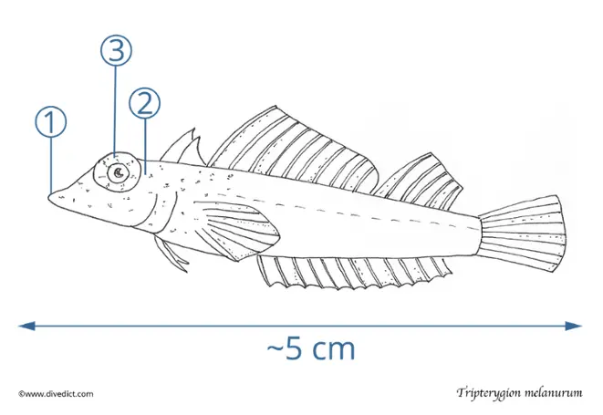 Tripterygion_melanurum_divedict