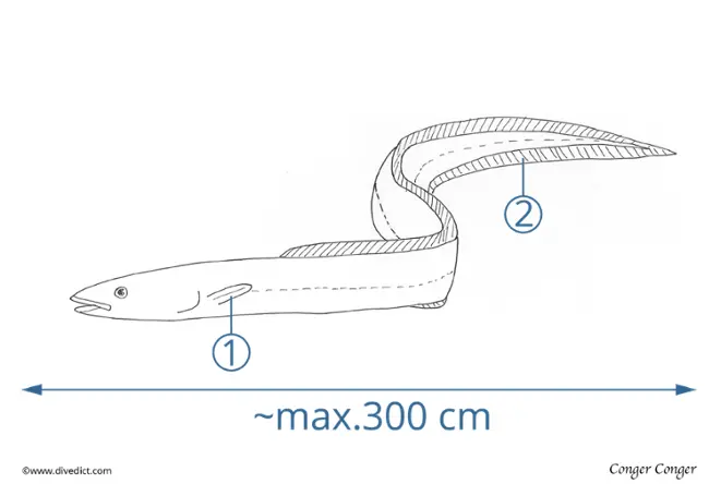 conger_conger_DiveDict