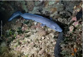 divedict_foto_biolexicon_fish_mediterranean_sea eel_conger_conger_picture_Croatia
