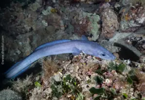Conger eel