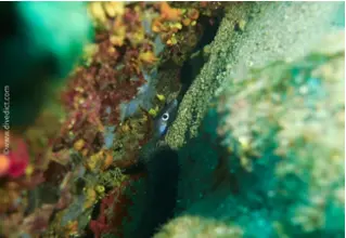 DiveDict_foto_biolexicon_fishe_Mediterranean_Meeraal_conger_conger_images