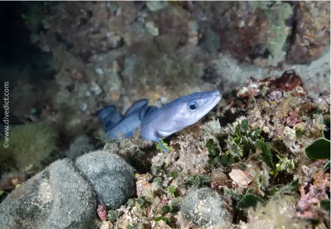 divedict_fotos_biolexicon_fish_mediterranean_sea eel_conger_conger_image