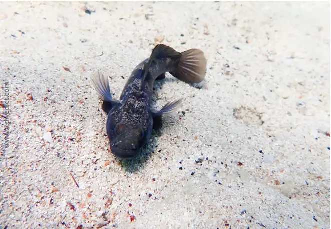 divedict_foto_biolexicon_fishe_mediterranean groundel_gobius_niger_black_ground_image