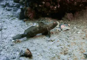 Black goby 