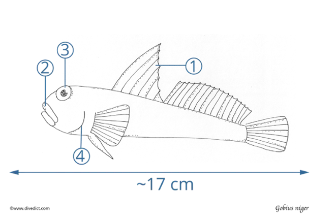 Gobius_Niger_DiveDict