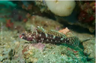 divedict_foto_picture_biolexicon_fishe_mediterranean_grundel_gobius_gobius_cruentatus_bluetlippen_grundel_redmouth grundel