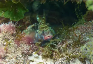 divedict_foto_biolexicon_picture_fishe_mediterranean_grundel_gobius_gobius_cruentatus_bluetlippen_grundel_rotmaulgrundel_