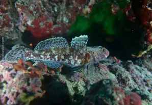 Redmouthed goby