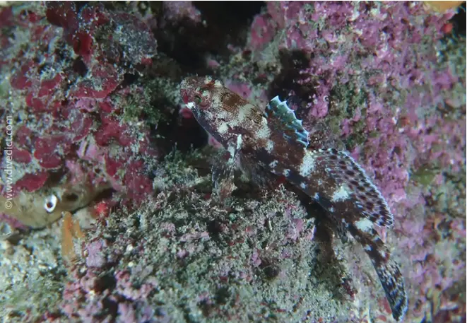 divedict_photos_biolexicon_fishe_mediterranean_grundel_gobius_gobius_cruentatus_bluetlippen_grundel_rotmautgrundel_bild