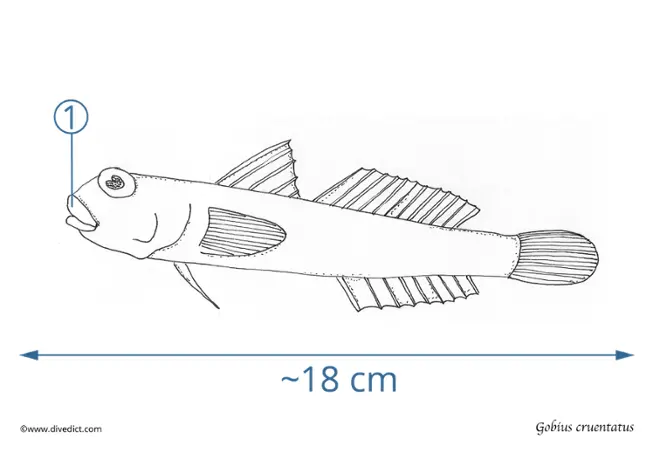 Gobius_cruentatus_divedict
