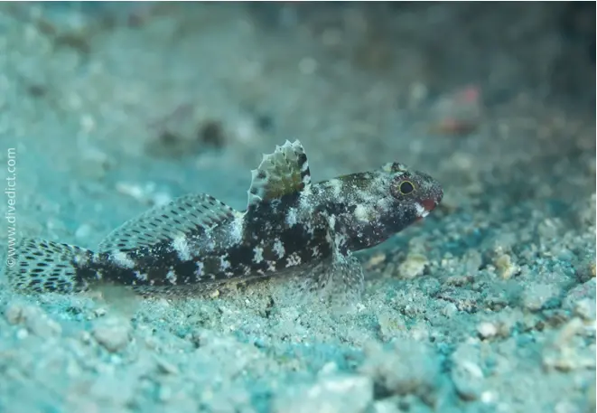 Rotmauldel_gobius_cruentatus_grundel_Mediterranean_sea_diving_diving