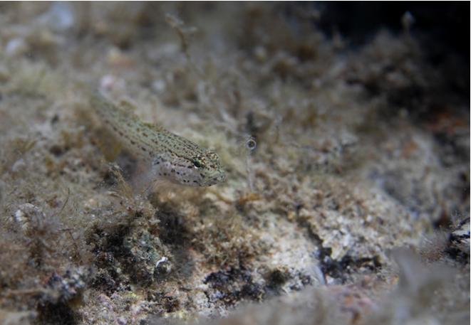 Anemonengrundel_Gobius_Bucchichi_DiveDict_Mediterranean_Mediterranean_bio_lexicon-079