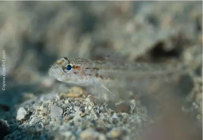 Anemonengrundel_gobius_bucchichi_mediterranean_sea_diving_diving_dive-1 copy