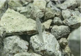 divedict_foto_biolexicon_fish_mediterranean_grundel_gobius_bucchichi_anemones_grundell_pictures