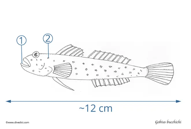 Gobius_Bucchichi_DiveDict