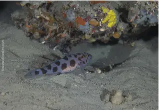 Leopardengrundel_thoroggobius_ephippiatus_bio_lexicon_bio_lexicon_diving_diving_mediterranean2