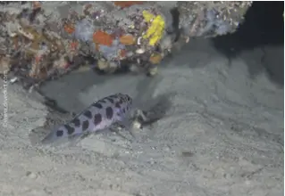 Leopardengrundel_thoroggobius_ephippiatus_bio_lexicon_bio_lexicon_diving_diving_mediterranean3