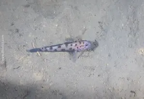 Leopard-spotted goby