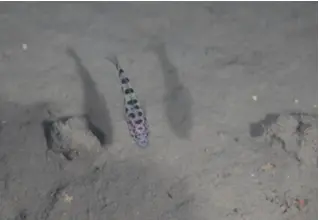 Leopard-Groundel_Thorogobius_Ephippiatus_DiveDict_Mediterranean_Mediterranean_bio_lexicon3