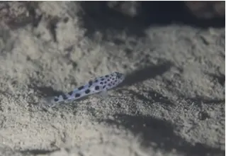 Leopard-Groundel_Thorogobius_Ephippiatus_DiveDict_Mediterranean_Mediterranean_bio_lexicon