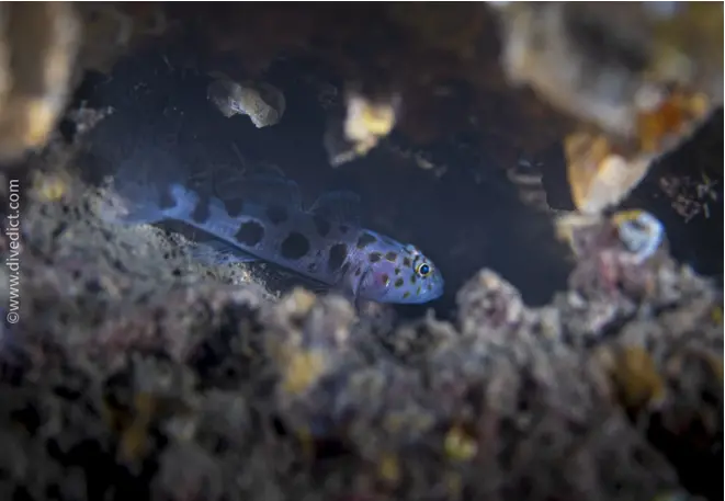 Leopardengrundel_thorogobius_ephippiatus_mediterranean_sea_diving_diving copy