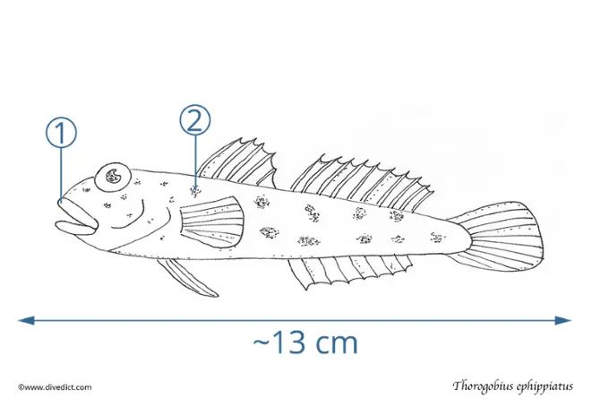 Thorogobius ephippiatus_divedict