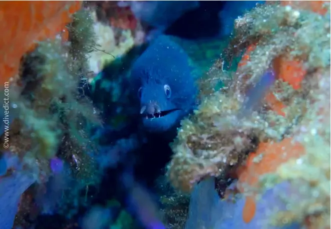 divedict_foto_biolexicon_fishe_mediterrane_muarene_helena_picture_corsica_elba_France_Italy_Adriatic