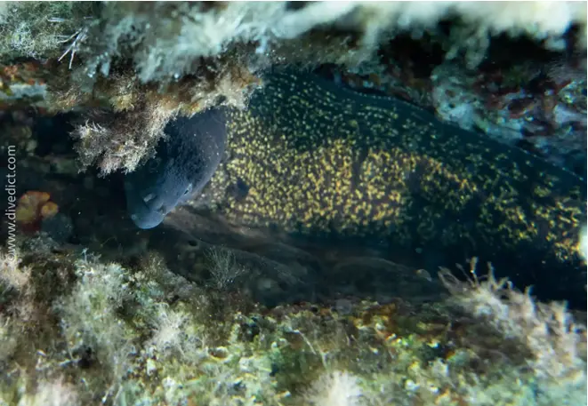 divedict_foto_biolexicon_fish_mediterranean muarene_helena_picture_corsica_Elba_Italy