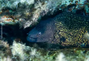 Mediterranean Moray eel