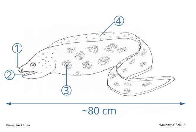 Muraena Helena_Divedict