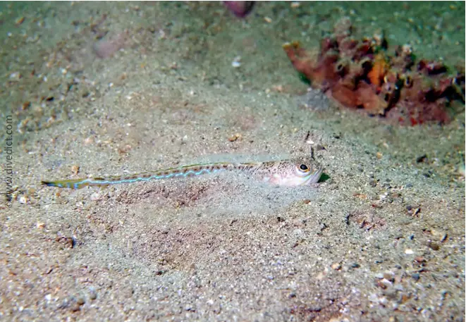divedict_photos_biolexicon_fish_mediterranean_picture_trachinus_draco_usual_petermännchen_crotien_Italy_Nord_Adria_France