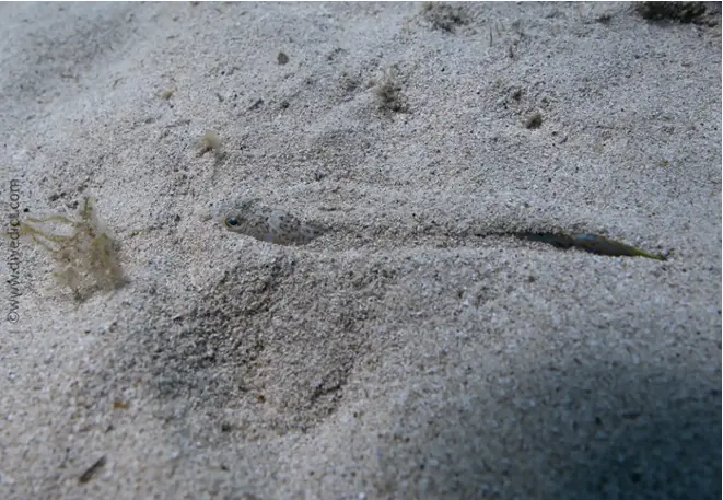 divedict_photos_biolexicon_fish_mediterranean_pictures_trachinus_draco_usual_petermännchen_crotien_Italy_Nord_Adria_France