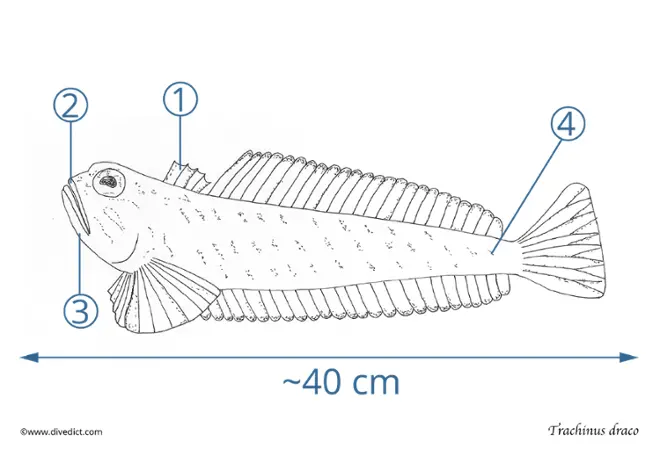 Trachinus draco_divedict