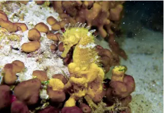 divedict_foto_biolexicon_fish_mediterranean_picture_pipefish_hippocampus_guttulatus_long-skinned seahorses_crotien_Italy_Nord_Adria_France_pula
