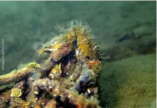 divedict_foto_biolexicon_fish_mediterranean_picture_pipefish_hippocampus_guttulatus_long-billed seahorses_crotien_Italy_Nord_Adria_France