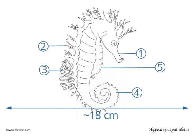 Hippocampal guttulatus_divedict