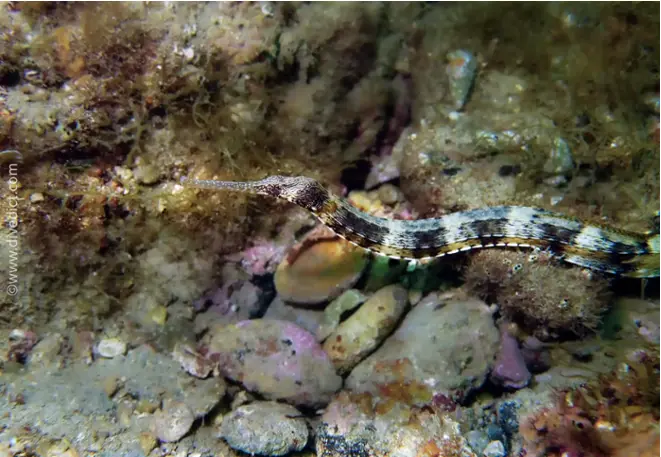 divedict_foto_biolexicon_fish_mediterranean_picture_pipefish_synggnathus_acus_large_seanoble_crotien_Italy_Nord_Adria_France