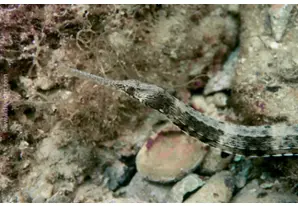 Greater pipefish