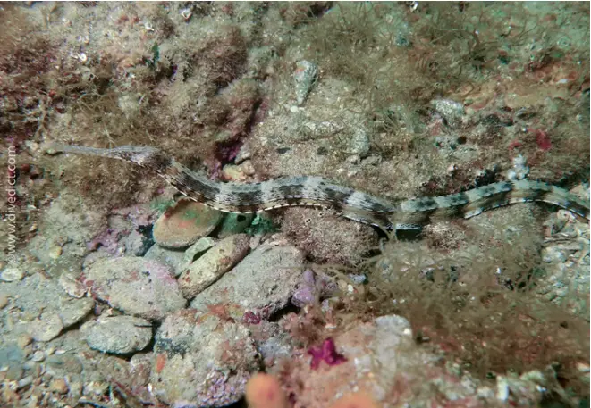 divedict_photos_biolexicon_fish_mediterranean_pictures_pipefish_synggnathus_acus_large_seanoble_crotien_Italy_Nord_Adria_France