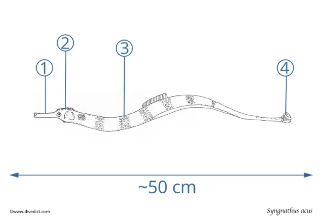 Syngnathus acus_divedict
