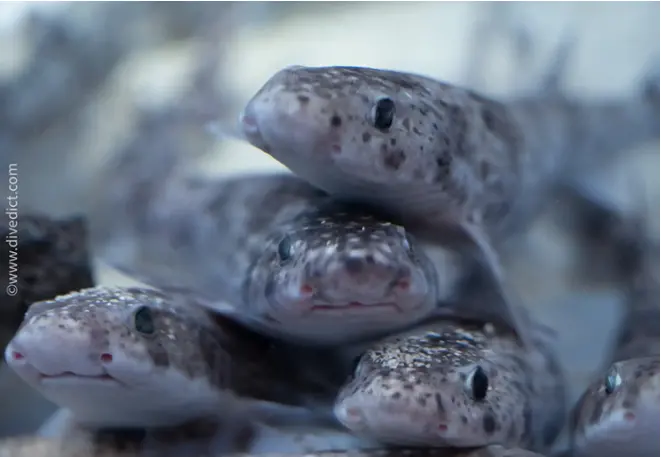 divedict_foto_biolexicon_fish_mediterranean_picture_scyliorhinus_canicula_smallspotted catshark_crotien_Italy_Adriatic