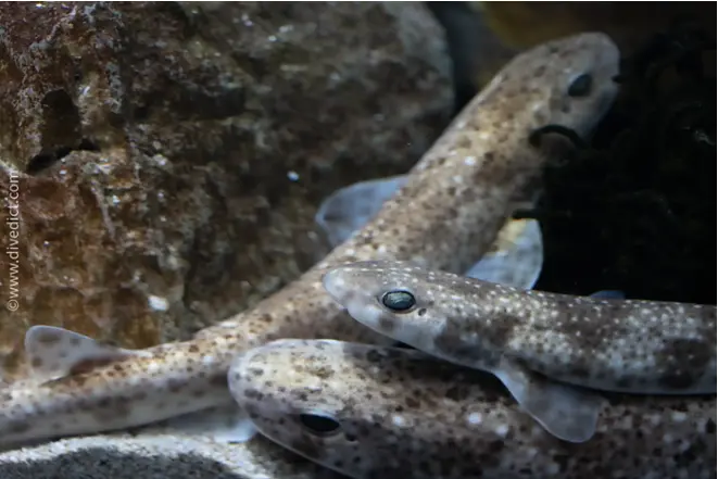 divedict_foto_biolexicon_fish_mediterranean_pictures_scyliorhinus_canicula_smallspotted catshark_crotien_Italy_north_Adriatic