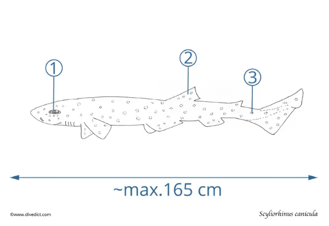 Scyliorhinus canicula_divedict