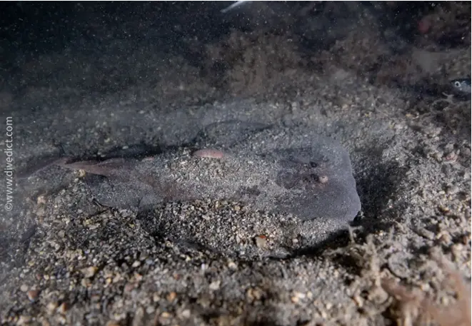 DiveDict_Foto_Biolexikon_Fische_Mittelmeer_Bild_torpedo_marmorata_Marmor_Zitterrochen_Krotien_Italien_Nord_Adria_tauchen