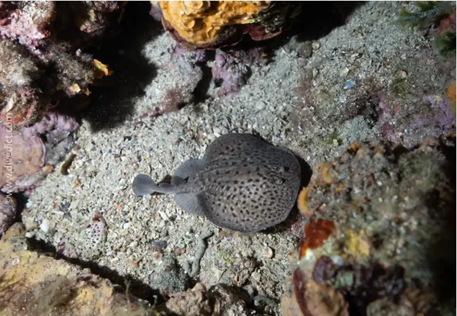 DiveDict_Foto_Biolexikon_Fische_Mittelmeer_Bild_torpedo_marmorata_Marmor_Zitterrochen_Krotien_Italien_Nord_Adria