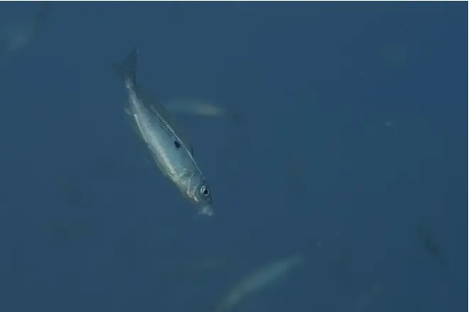 schnautzen_pikarelle_spicara_smaris_divedict_Mittelmeer_mediterranean_bio_lexicon-037