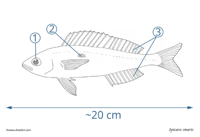 Spicara smaris_divedict