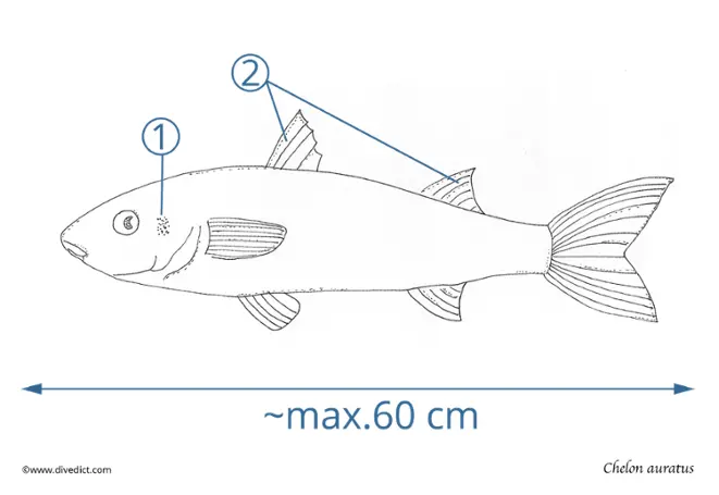 Chelon auratus_divedict